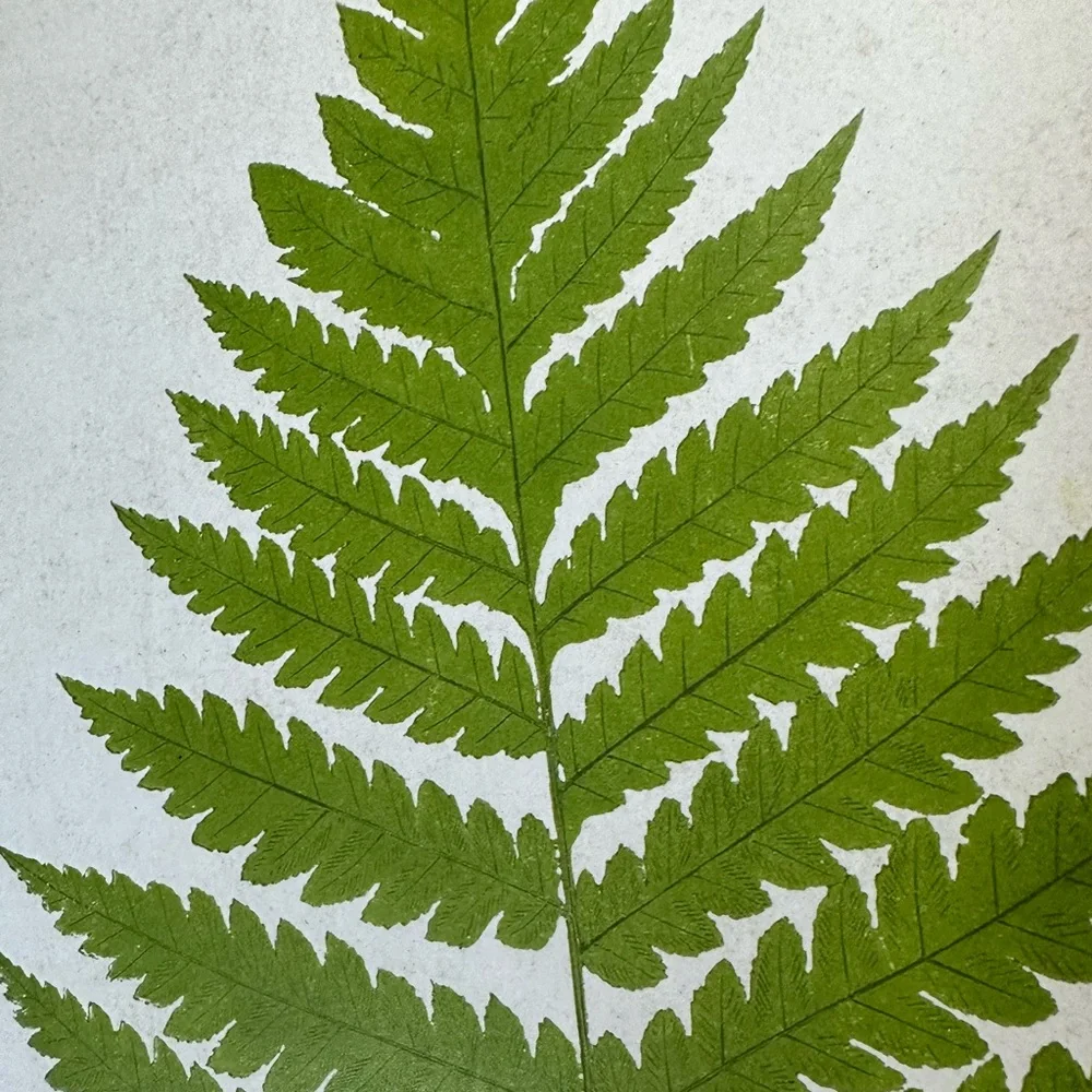 New Framed Green Fern Botanical Minimalistic Modern Herbal Wall Art